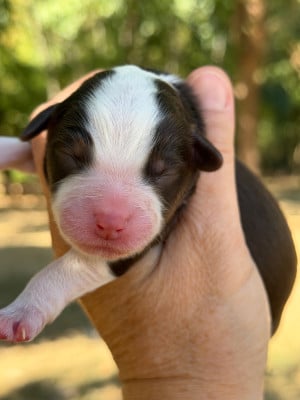Les chiots de Berger Américain Miniature 