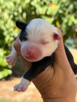 Les chiots de Berger Américain Miniature 