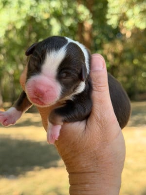 Les chiots de Berger Américain Miniature 