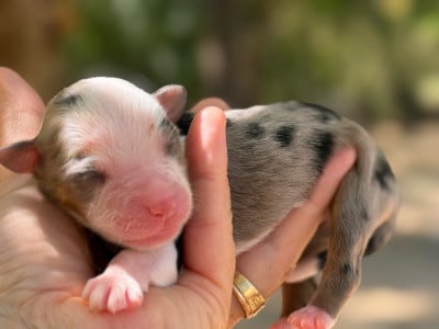 Les chiots de Berger Américain Miniature 