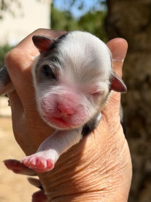 Les chiots de Berger Américain Miniature 