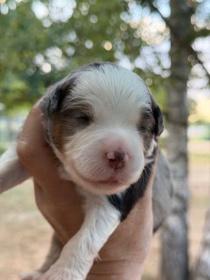 Les chiots de Berger Américain Miniature 