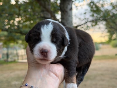 Les chiots de Berger Américain Miniature 