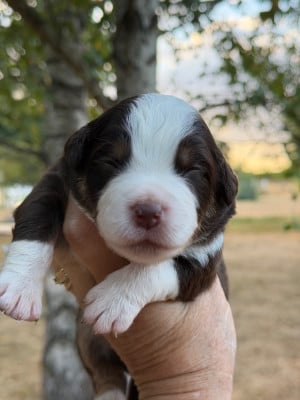 Les chiots de Berger Américain Miniature 