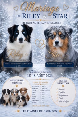 Les chiots de Berger Américain Miniature 