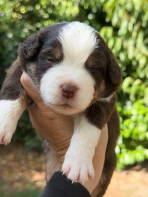 Les chiots de Berger Américain Miniature 