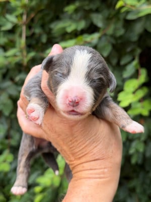 Les chiots de Berger Américain Miniature 