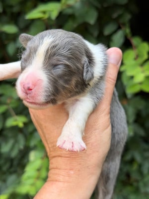 Les chiots de Berger Américain Miniature 