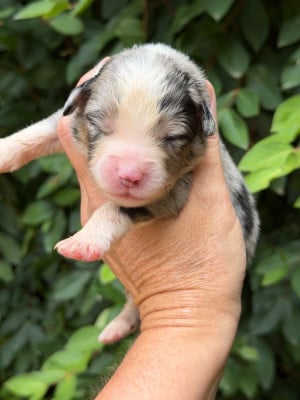 Les chiots de Berger Américain Miniature 