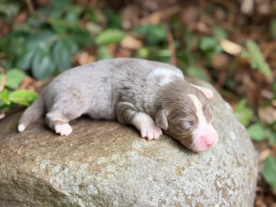 Les chiots de Berger Américain Miniature 