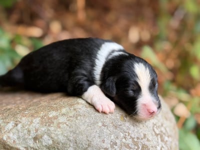 Les chiots de Berger Américain Miniature 