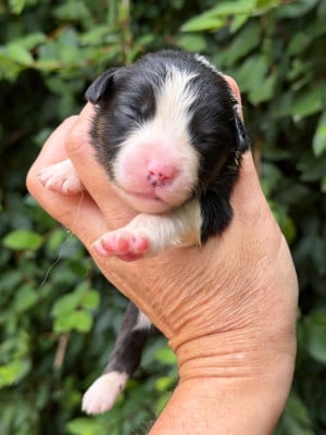 Les chiots de Berger Américain Miniature 
