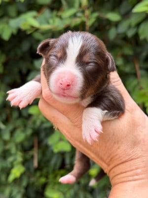 Les chiots de Berger Américain Miniature 