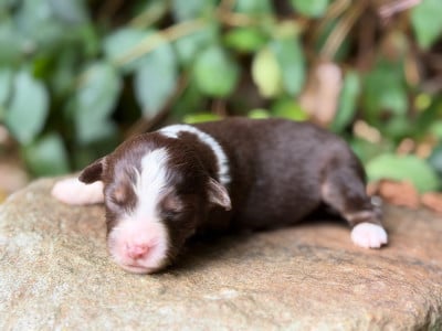 Les chiots de Berger Américain Miniature 