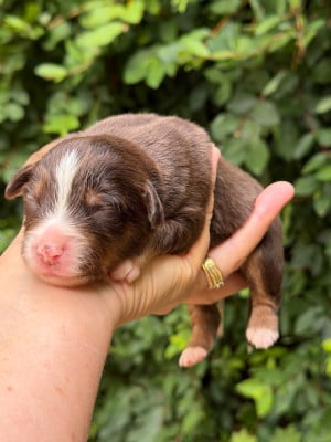 Les chiots de Berger Américain Miniature 