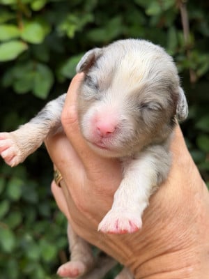 Les chiots de Berger Américain Miniature 