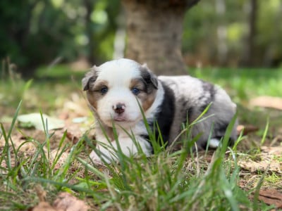 Les chiots de Berger Américain Miniature 