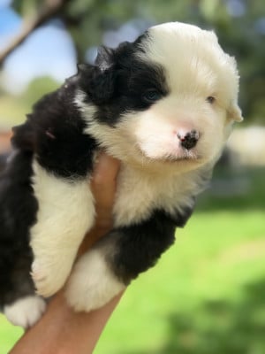 Les chiots de Berger Américain Miniature 