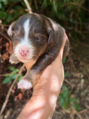 Les chiots de Berger Américain Miniature 
