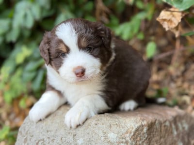 Les chiots de Berger Américain Miniature 