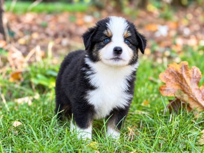 Les chiots de Berger Américain Miniature 