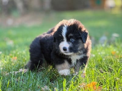 Les chiots de Berger Américain Miniature 