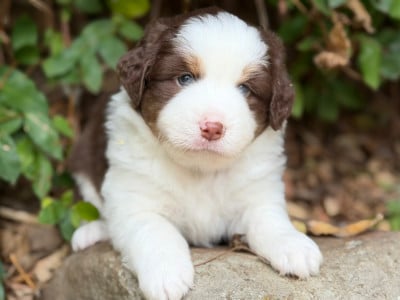 Les chiots de Berger Américain Miniature 