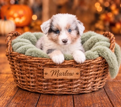Les chiots de Berger Américain Miniature 