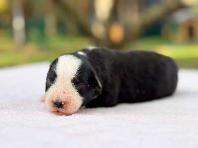 Les chiots de Berger Américain Miniature 