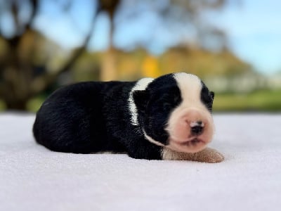 Les chiots de Berger Américain Miniature 