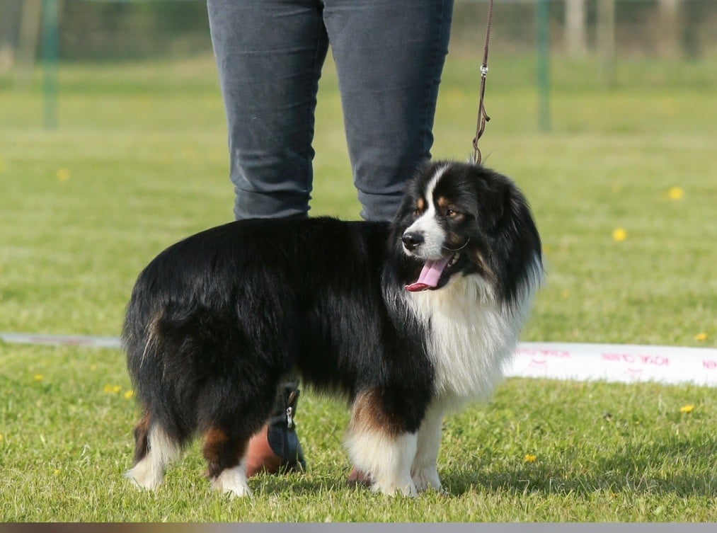 Ben - bruno mini de la terra del falco - 3 eme excellent