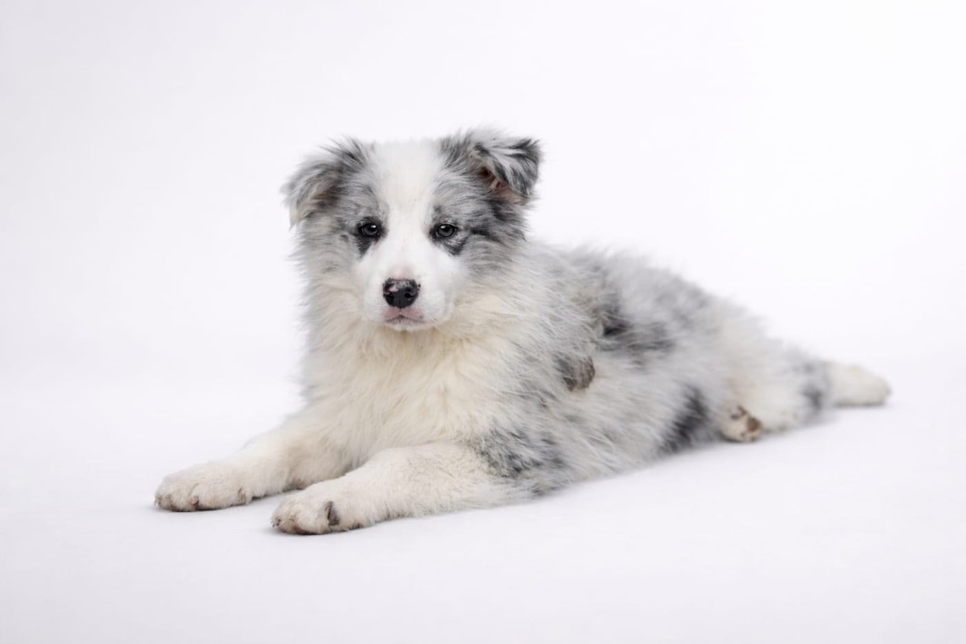 ARRY - Border Collie