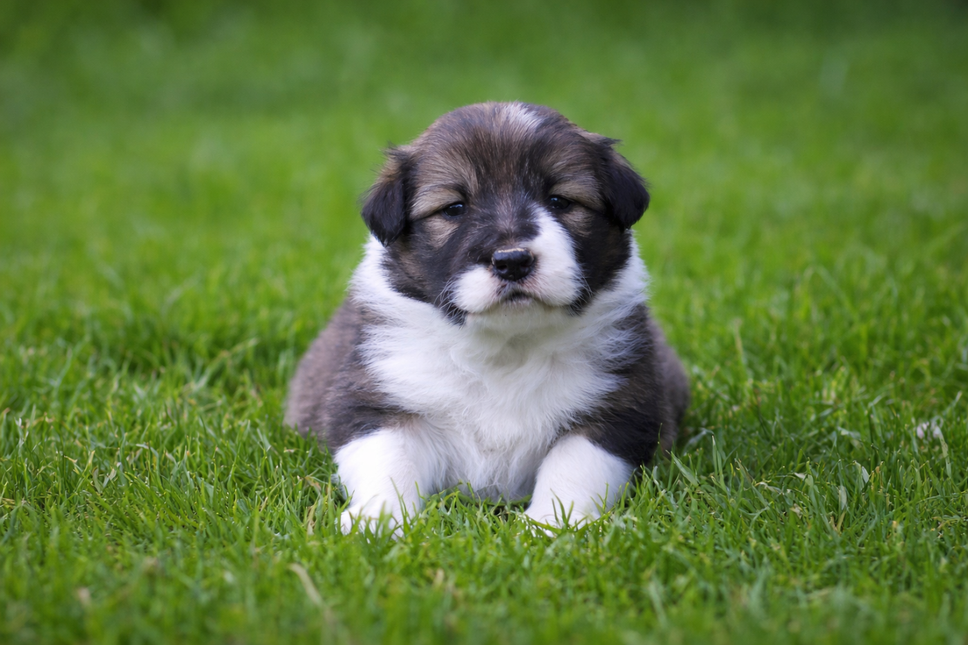 Border Collie - Slice Of Heaven