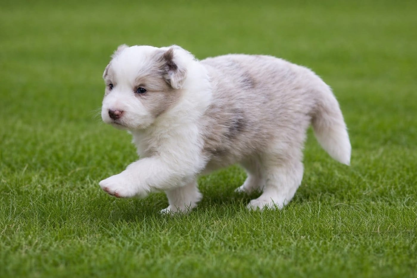 Border Collie - Slice Of Heaven
