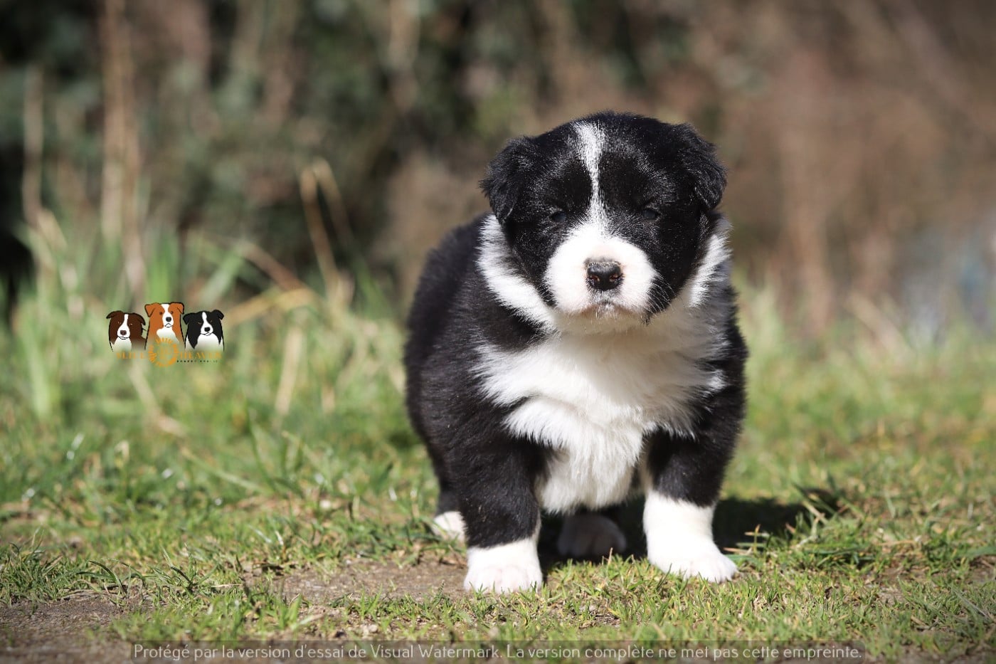 Border Collie - Slice Of Heaven
