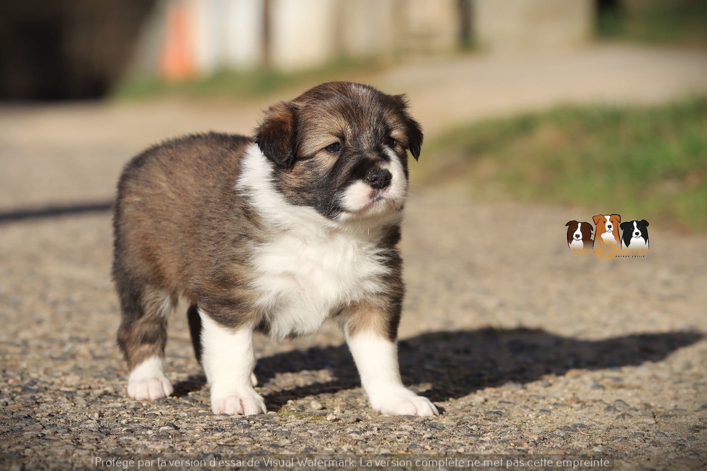 Border Collie - Slice Of Heaven