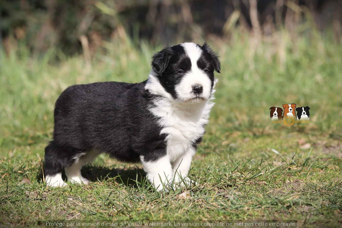 Border Collie - Slice Of Heaven