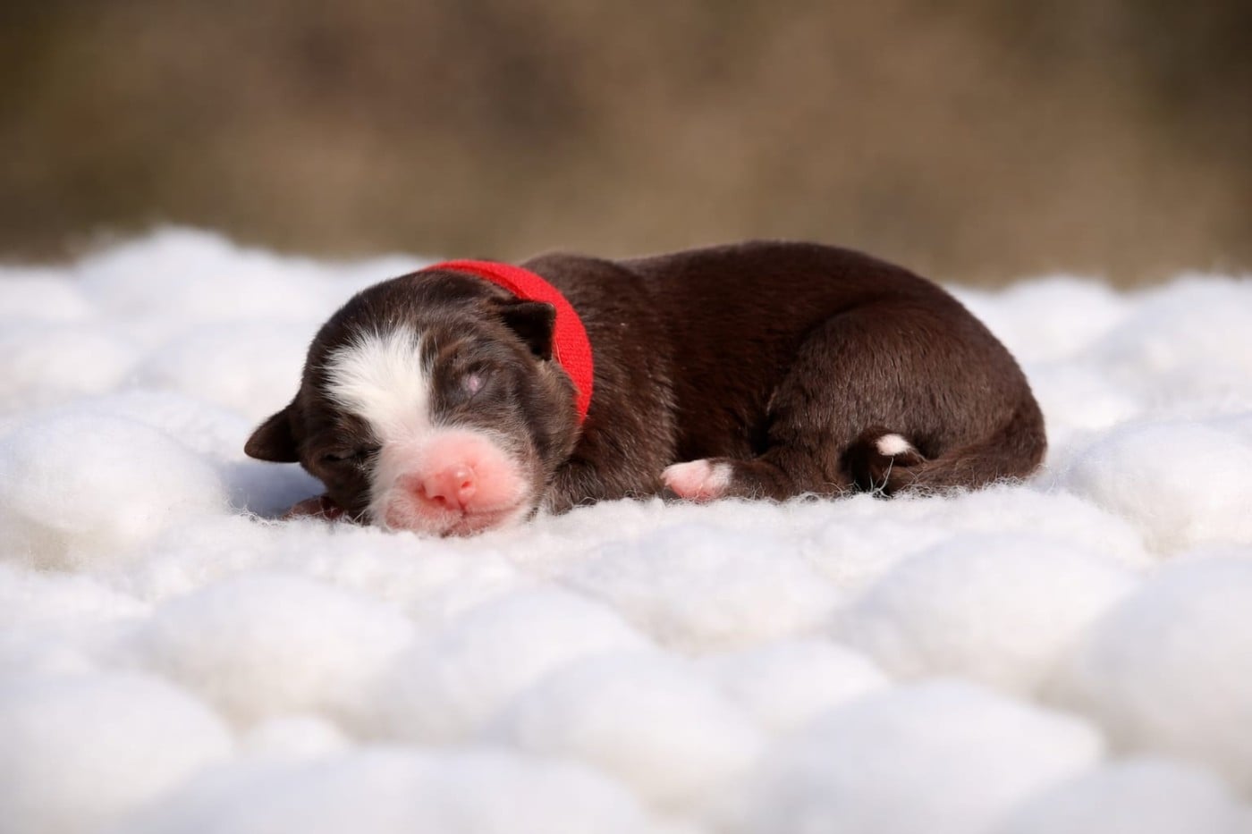 Border Collie - Slice Of Heaven