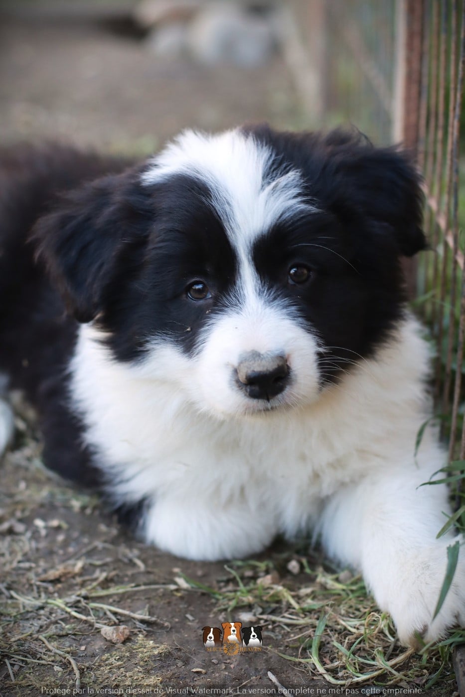 Border Collie - Slice Of Heaven
