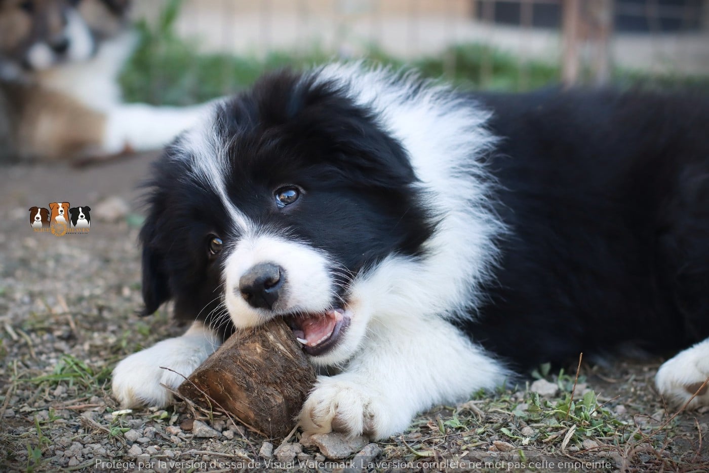 Border Collie - Slice Of Heaven