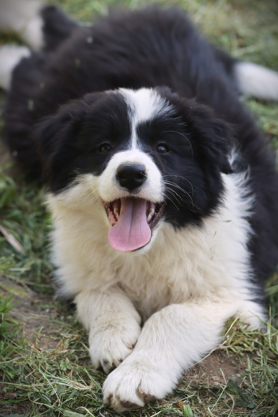 Border Collie - Slice Of Heaven