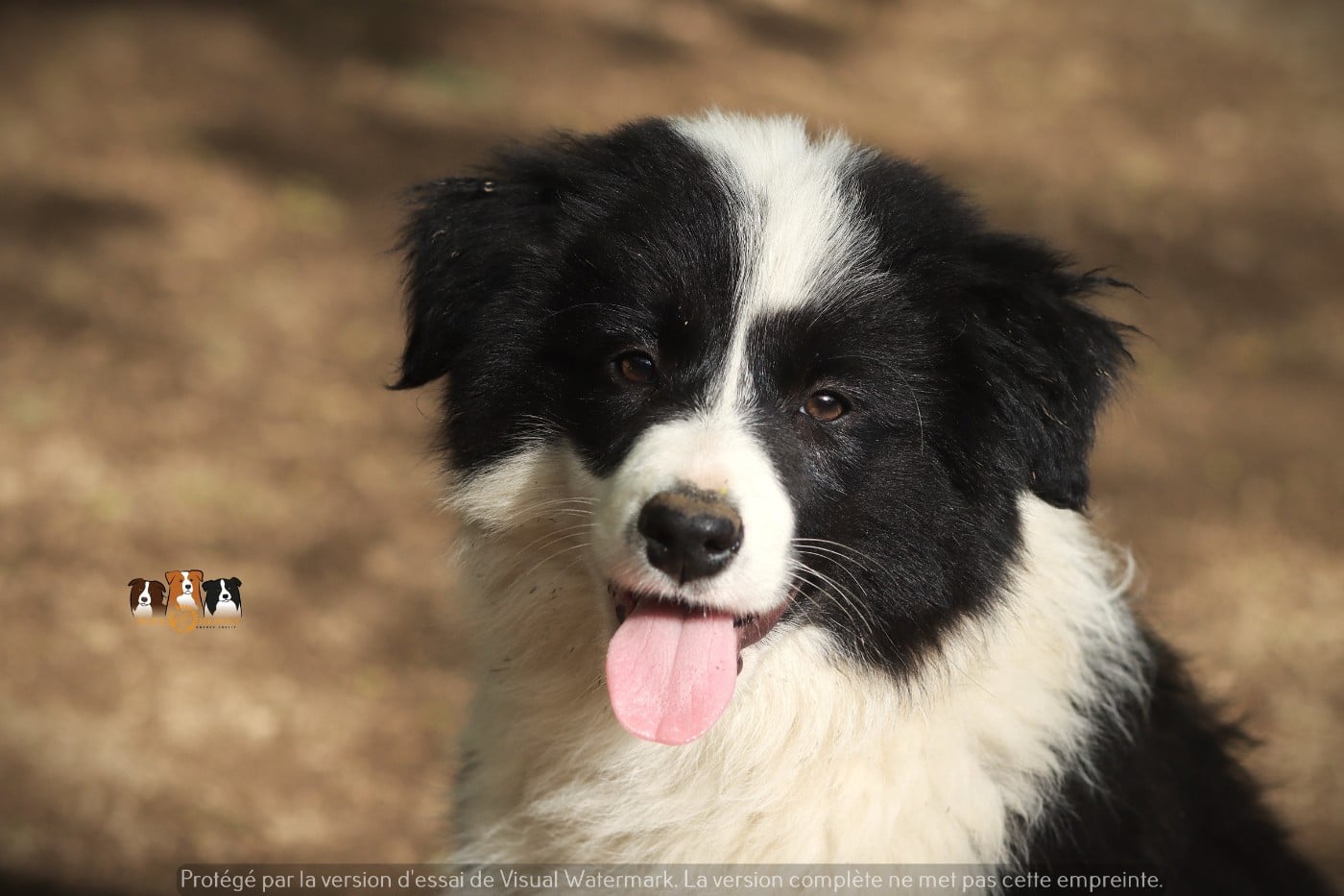 Border Collie - Slice Of Heaven