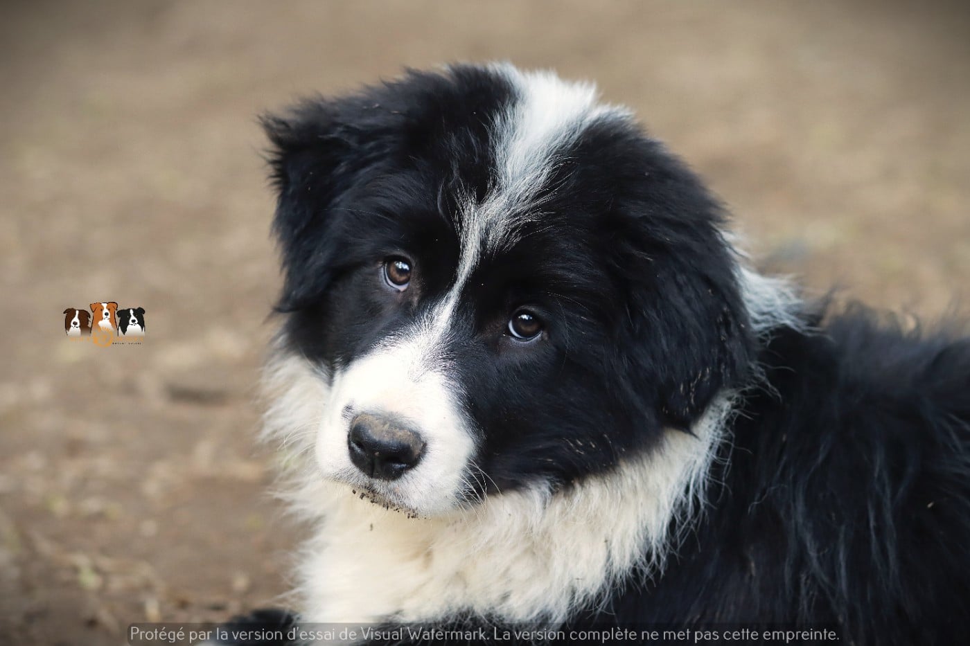 Border Collie - Slice Of Heaven