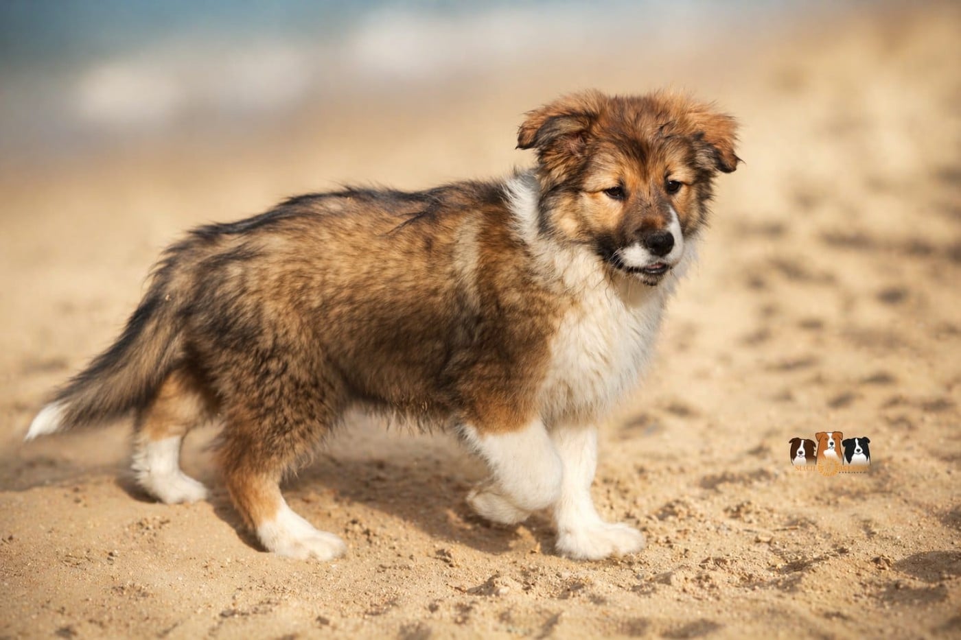 Border Collie - Slice Of Heaven