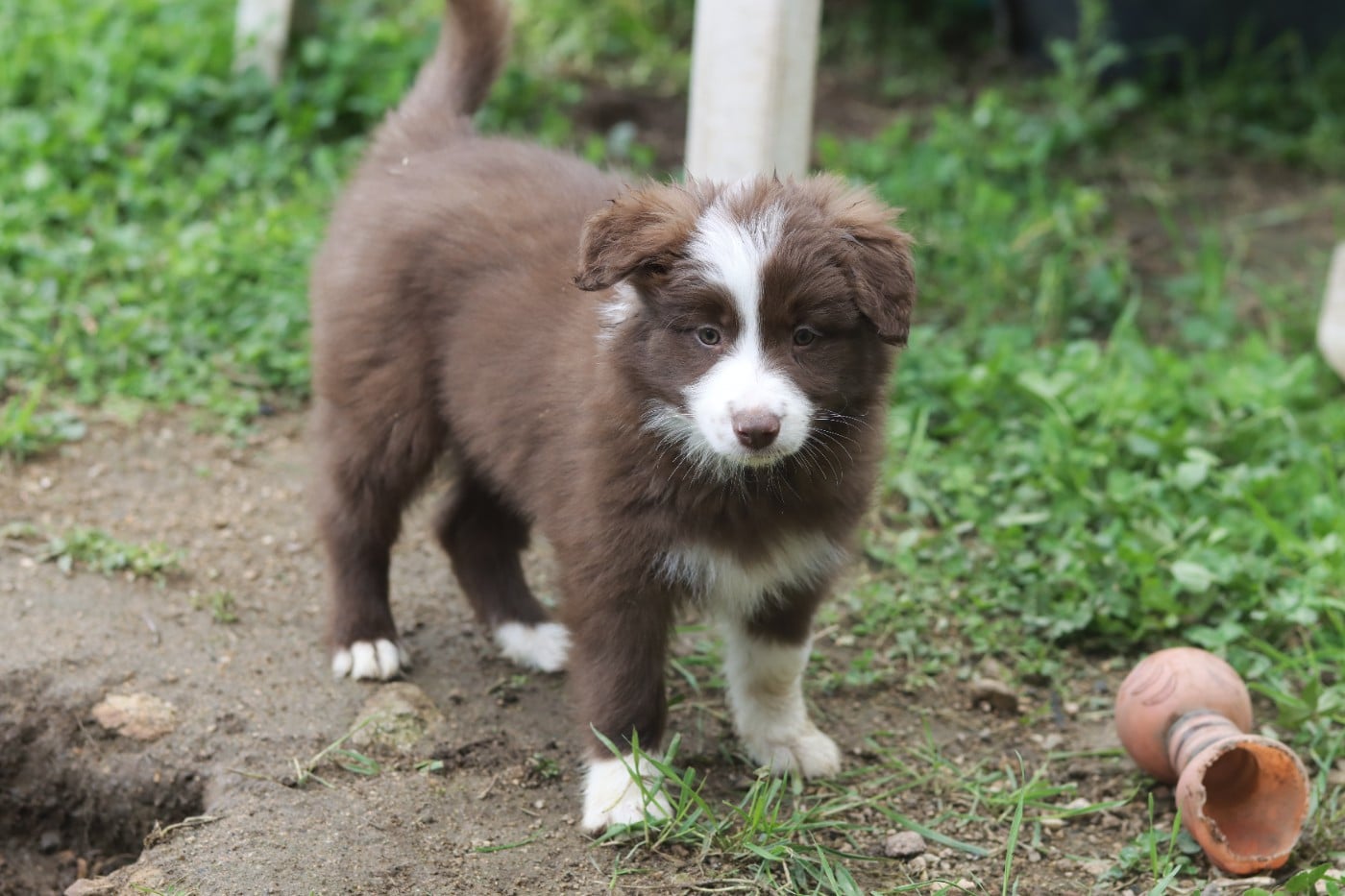 Bliss Sweet Cocoa Slice of Heaven - Border Collie