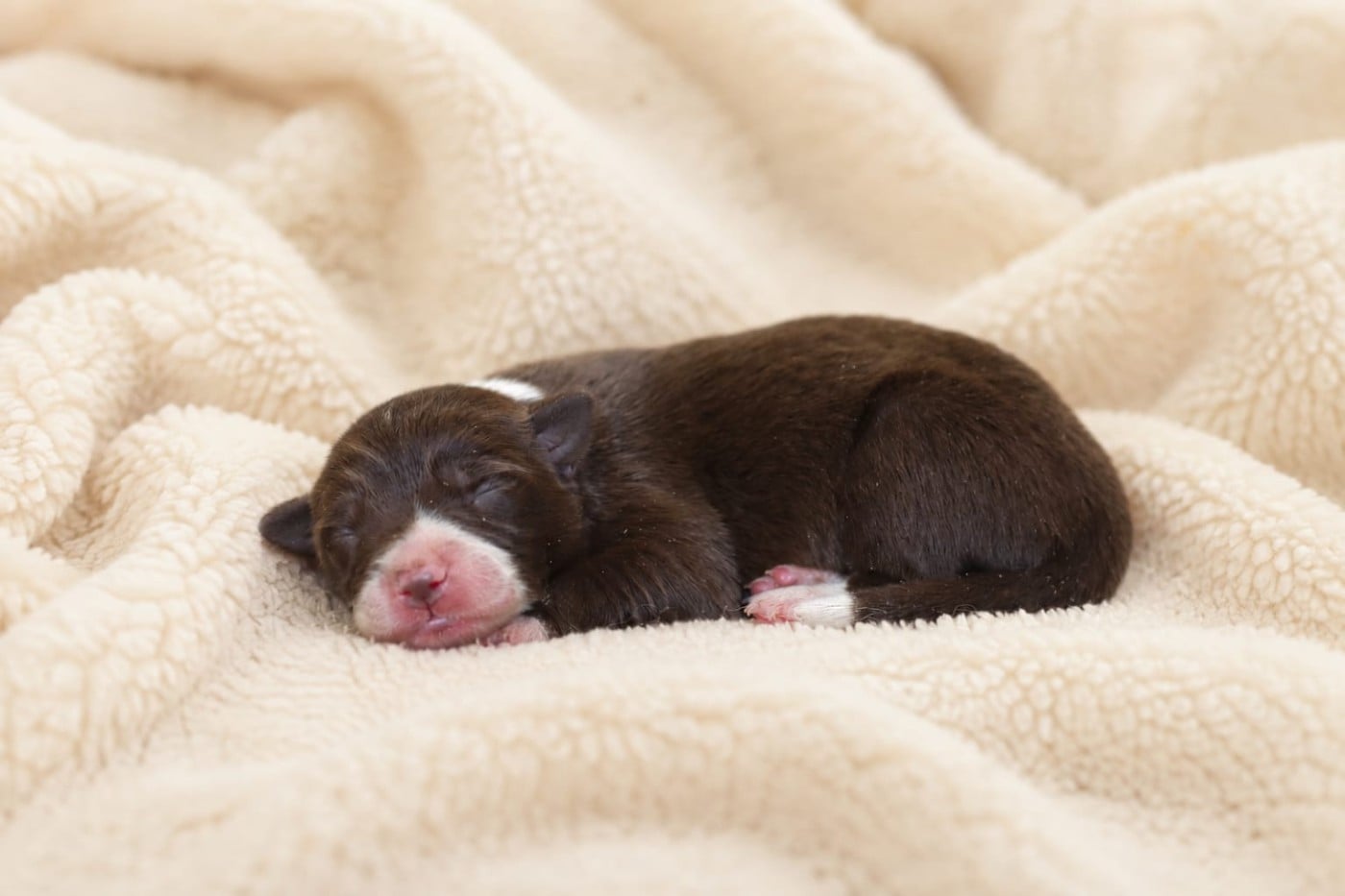 Border Collie - Slice Of Heaven