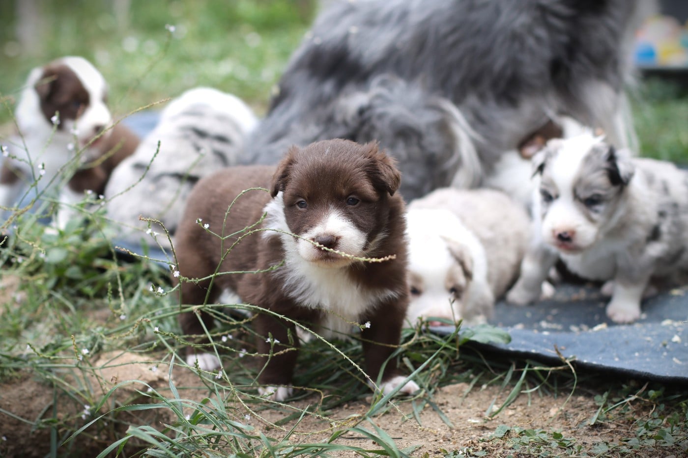 Border Collie - Slice Of Heaven