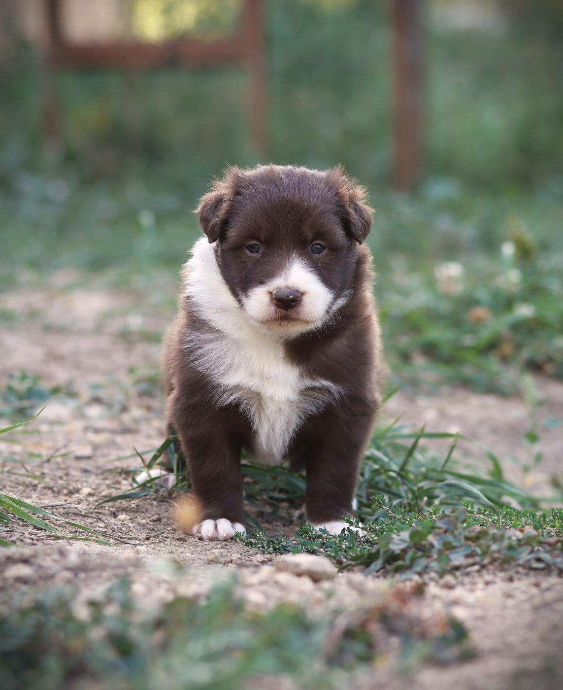 Border Collie - Slice Of Heaven