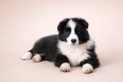 Border Collie