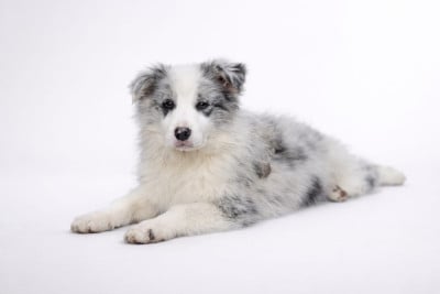 ARRY - Border Collie